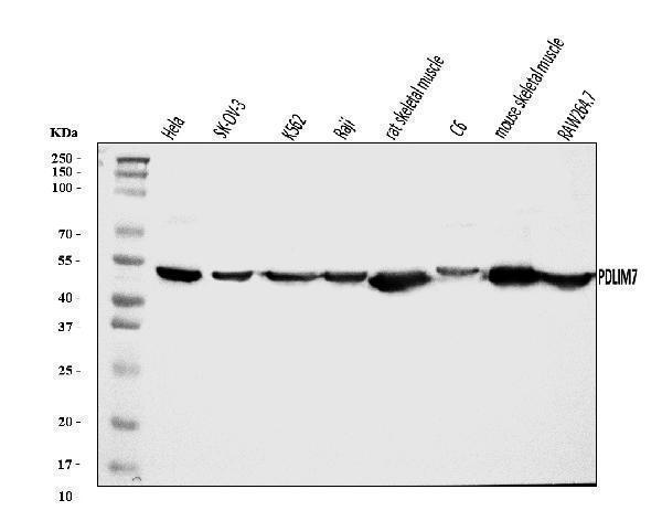  Western blot analysis of PDLIM7 using anti-PDLIM7 antibody (A04377-1)