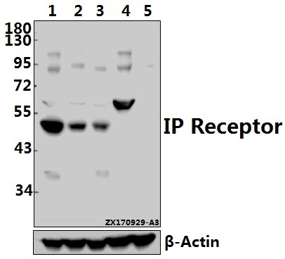 a04378 ptgir primary antiboties wb testing 1