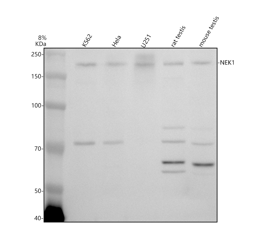 a04380 1 nek1 primary antibodies wb testing 1