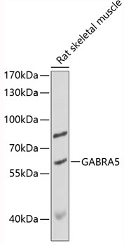 a04383 gabra5 primary antiboties wb testing 1