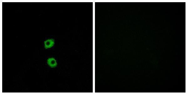 a04391 fzd7 primary antibodies if testing 1