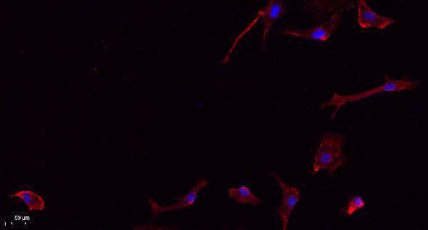 a04391 fzd7 primary antibodies if testing 4