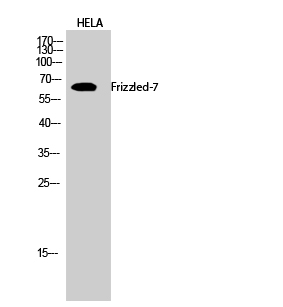 a04391 fzd7 primary antibodies wb testing 2