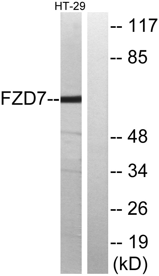 a04391 fzd7 primary antibodies wb testing 3