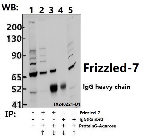 Immunoprecipitation of Hela cell lysates using Frizzled-7 pAb (Sepharose Bead Conjugate)#BD0048 (lane 2 and lane 3) and Nonspecific IgG  Control (Sepharose Bead Conjugate)#BD0048 (lane 4 and lane 5) 