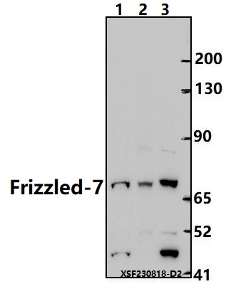 Western blot (WB) analysis of Frizzled-7 (Y87) pAb at 1:500 dilution
Lane1:Hela whole cell lysate(30ug)
Lane2:BV2 whole cell lysate(30ug)
Lane3:PC12 whole cell lysate(30ug)