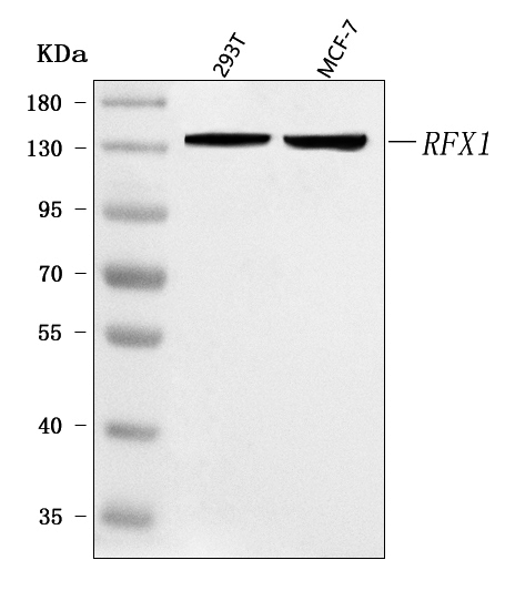  Western blot analysis of RFX1 using anti-RFX1 antibody (A04392-1)