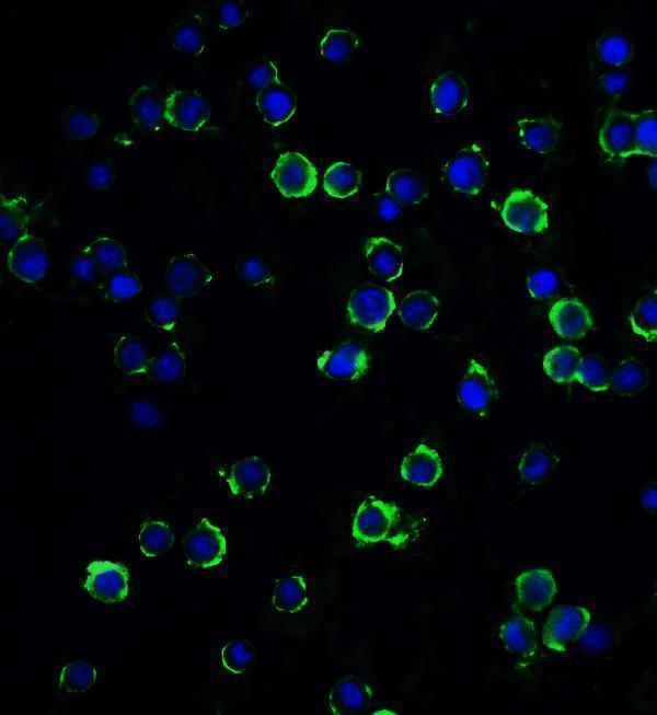 Immunofluorescence of RFX1 in Hela cells with RFX1 antibody at 20 μg/mL