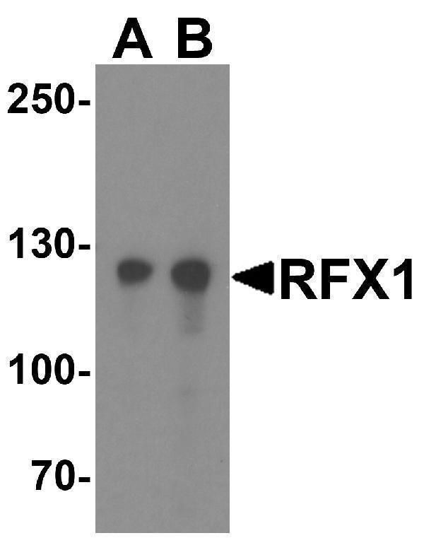 Western blot analysis of RFX1 in HeLa cell lysate with RFX1 antibody at (A) 1 and (B) 2 μg/ml
