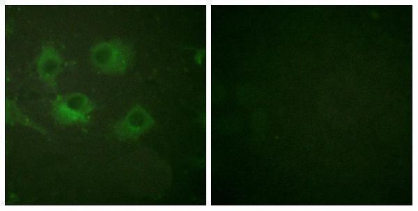a04393 2 cldn3 primary antibodyes if testing 3