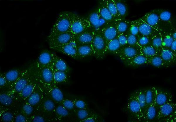 a04393 5 cldn3 primary antibodies if testing 8