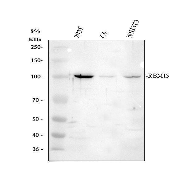 a04395 rbm15 primary antibodies wb testing 1_1