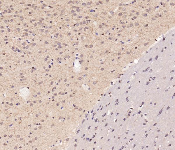 a04402 1 vash1 primary antibodies ihc testing 1