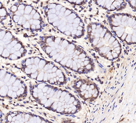 a04402 1 vash1 primary antibodies ihc testing 4