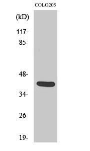 a04402 1 vash1 primary antibodies wb testing 2