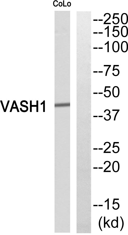 a04402 1 vash1 primary antibodies wb testing 3