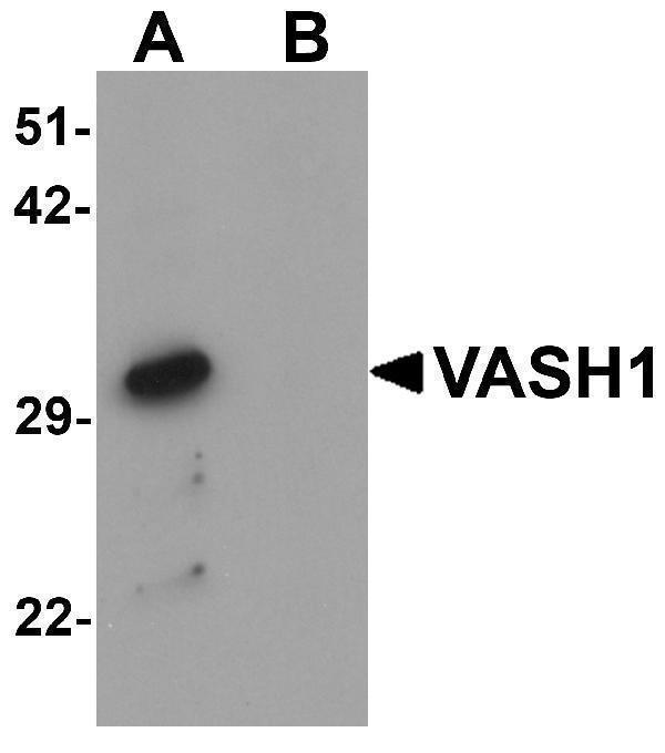 a04402 2 vash1 primary antibodies wb testing 1