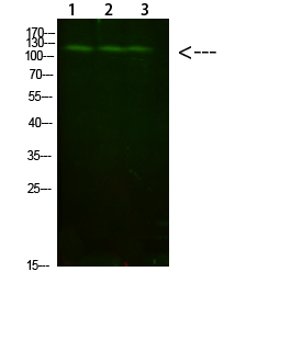 a04403 fig4 primary antibodies wb testing 1
