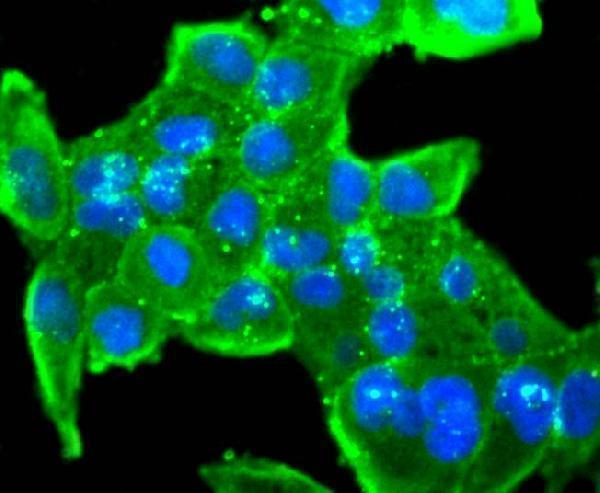 ICC staining CD3D in Hela cells (green)