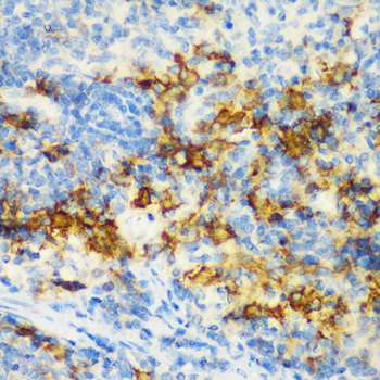 Immunohistochemistry of paraffin-embedded rat spleen using CD3D antibody  at dilution of 1:200 
