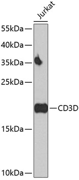 Western blot analysis of extracts of Jurkat cells, using CD3D antibody  at 1:500 dilution