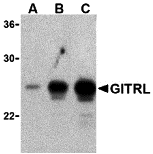 WB Validation  with Recombinant Protein 
Loading: GITRL recombinant protein lysate 
Antibodies:  GITRL, A04408, 1 μg/mL , 1 h incubation at RT in 5% NFDM/TBST