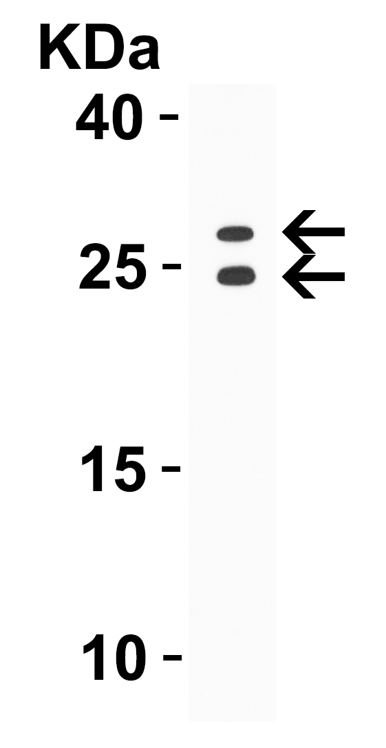 WB Validation  in Mouse Spleen 
Loading: 10 μg of lysate 
Antibodies:  GITRL, A04408, 4 μg/mL , 1 h incubation at RT in 5% NFDM/TBST