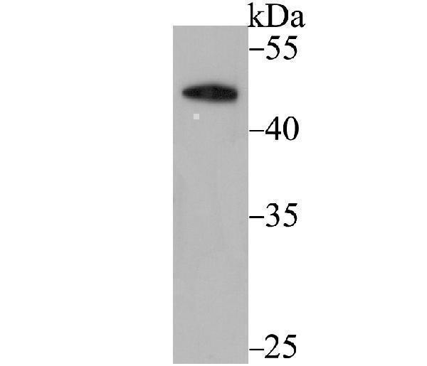a04410 dek primary antiboties wb testing 1