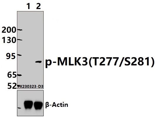 a04412t277s281 map3k11 primary antiboties wb testing 1
