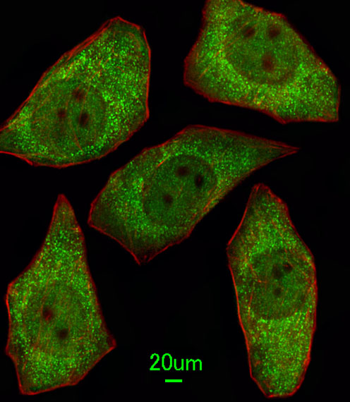 Immunofluorescent analysis of A549 cells