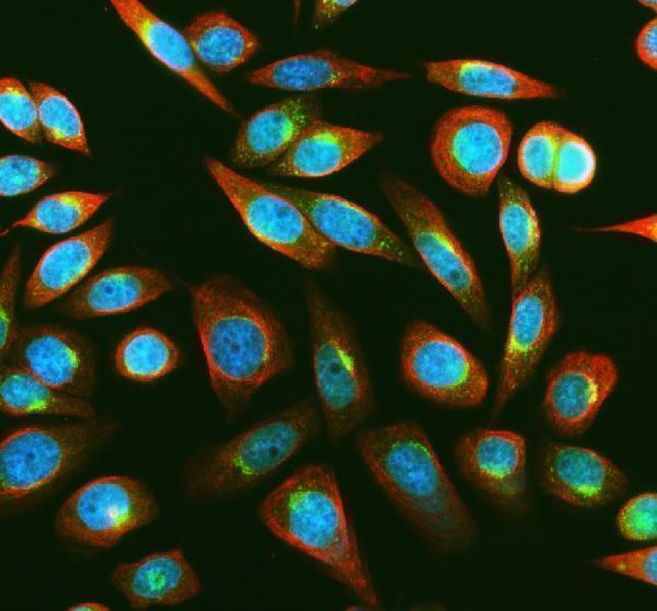 a04413 2 msra primary antibodies if testing 1