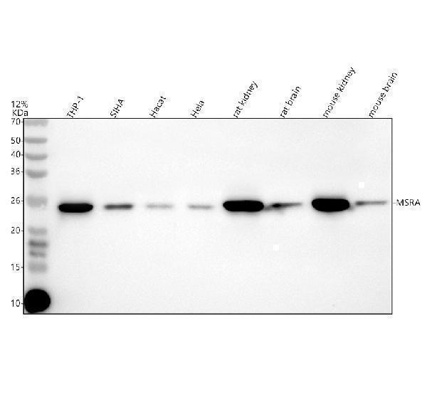 a04413 2 msra primary antibodies wb testing 1