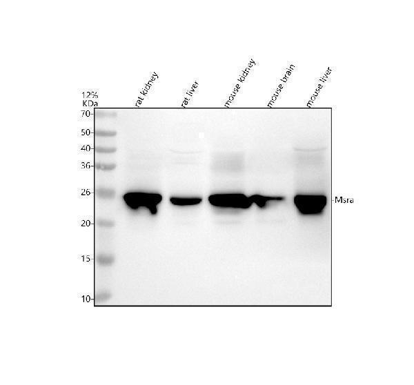 a04413 3 msra primary antibodies wb testing 1