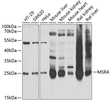 a04413 msra primary antiboties wb testing 1