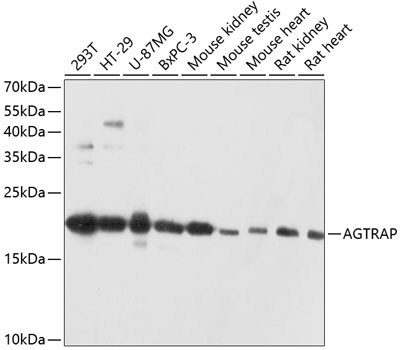 a04415 agtrap primary antiboties wb testing 1