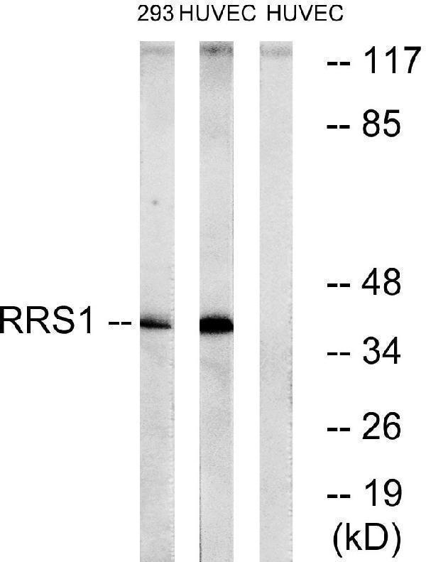 a04418 rrs1 primary antibodies wb testing 3