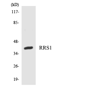 a04418 rrs1 primary antibodies wb testing 4