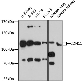a04419 cdh11 primary antiboties wb testing 1