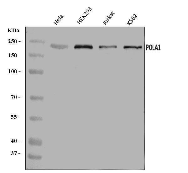 a04421 1 pola1 primary antibodies wb testing 1