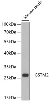 Western blot analysis of extracts of mouse testis, using GSTM2 antibody  at 1:1000 dilution