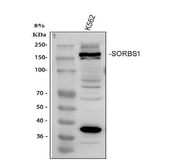 a04426 3 sorbs1 primary antibodies wb testing 1_1