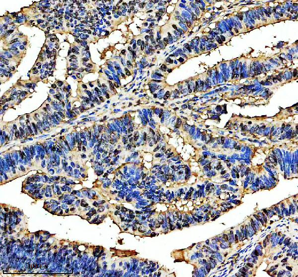 a04427 3 magoh primary antibodies ihc testing 1