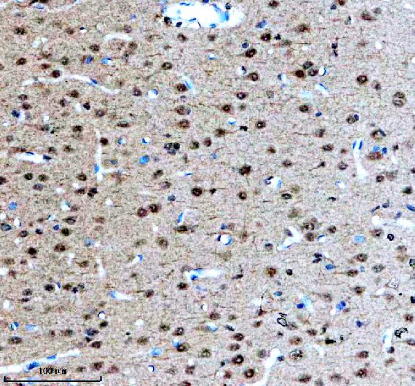 a04427 3 magoh primary antibodies ihc testing 2