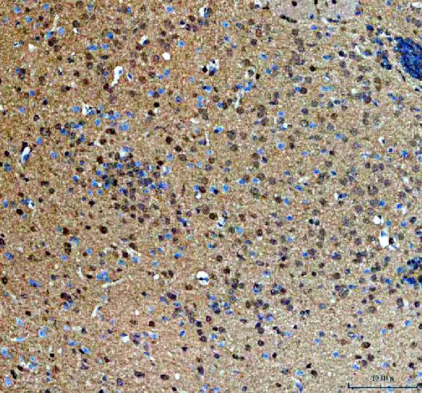 a04427 3 magoh primary antibodies ihc testing 3