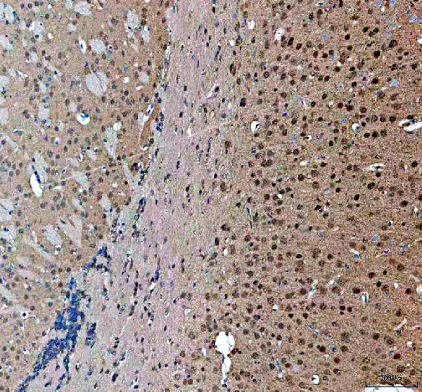 a04427 3 magoh primary antibodies ihc testing 4