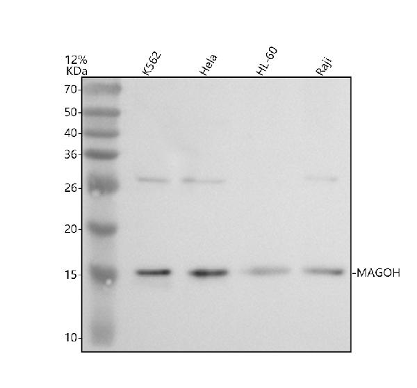 a04427 3 magoh primary antibodies wb testing 1