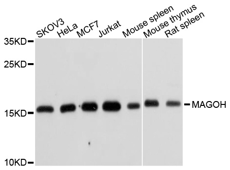 Western blot analysis of extracts of various cell lines, using MAGOH antibody at 1:1000 dilution