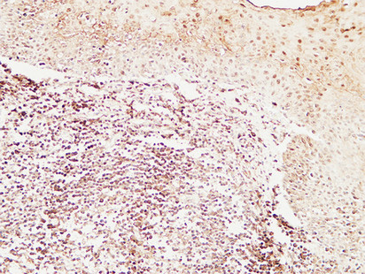 Immunohistochemical analysis of paraffin-embedded Human Amygdala