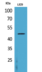 a04432 csf2ra primary antibodies wb testing 2