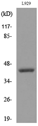 a04432 csf2ra primary antibodies wb testing 3